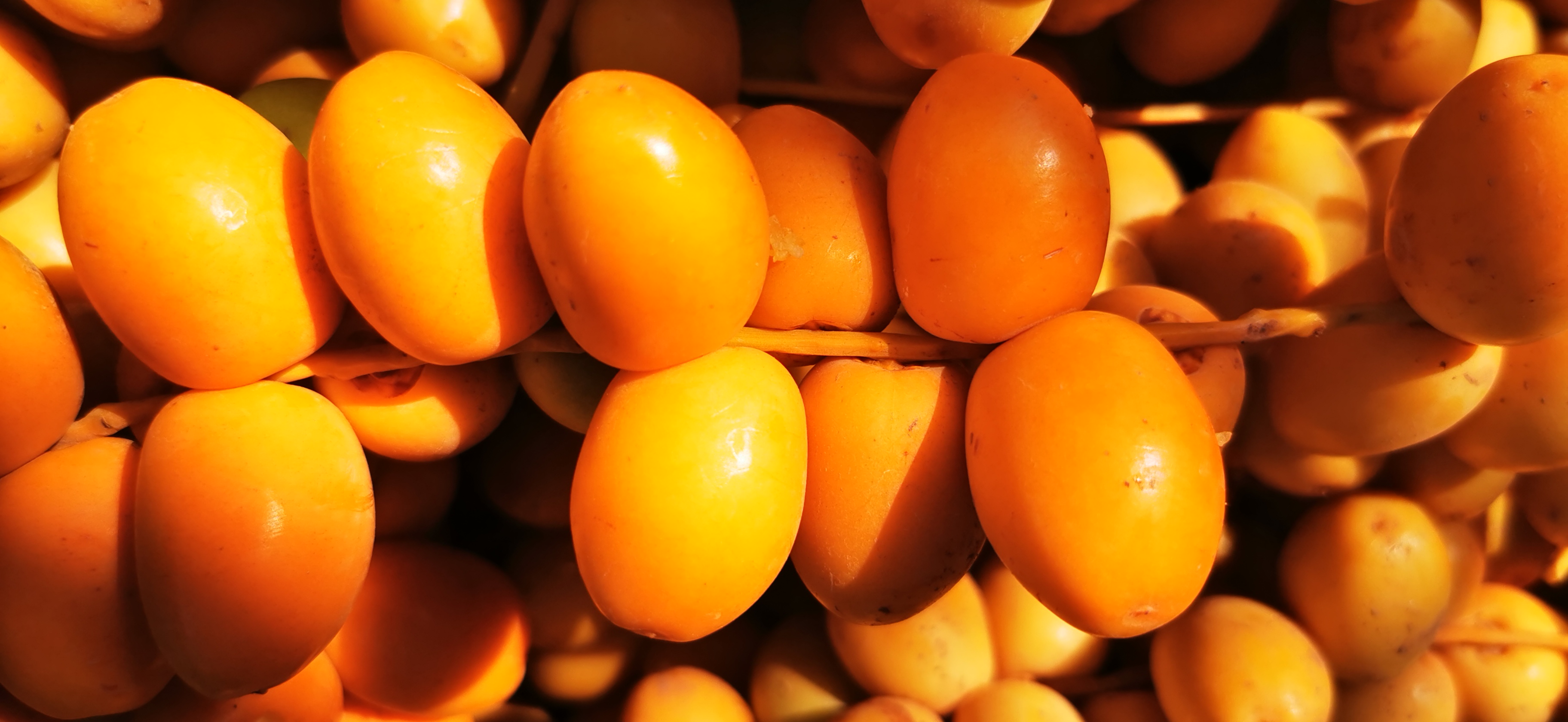 Agriculture Division